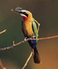 bonamanzi-birds-1.jpg bonamanzi-birds-1.jpg
